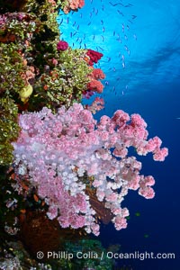Spectacularly colorful dendronephthya soft corals on South Pacific reef, reaching out into strong ocean currents to capture passing planktonic food, Fiji, Dendronephthya