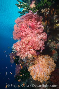 Spectacularly colorful dendronephthya soft corals on South Pacific reef, reaching out into strong ocean currents to capture passing planktonic food, Fiji, Dendronephthya, Tubastrea micrantha