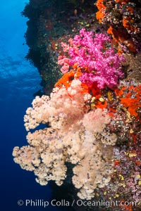 Spectacularly colorful dendronephthya soft corals on South Pacific reef, reaching out into strong ocean currents to capture passing planktonic food, Fiji, Dendronephthya, Vatu I Ra Passage, Bligh Waters, Viti Levu  Island