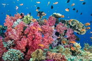 Spectacularly colorful dendronephthya soft corals on South Pacific reef, reaching out into strong ocean currents to capture passing planktonic food, Fiji, Dendronephthya, Pseudanthias, Vatu I Ra Passage, Bligh Waters, Viti Levu  Island