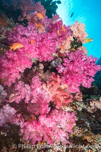 Spectacularly colorful dendronephthya soft corals on South Pacific reef, reaching out into strong ocean currents to capture passing planktonic food, Fiji, Dendronephthya, Vatu I Ra Passage, Bligh Waters, Viti Levu  Island