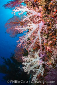 Spectacularly colorful dendronephthya soft corals on South Pacific reef, reaching out into strong ocean currents to capture passing planktonic food, Fiji, Dendronephthya, Vatu I Ra Passage, Bligh Waters, Viti Levu  Island