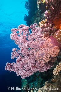 Spectacularly colorful dendronephthya soft corals on South Pacific reef, reaching out into strong ocean currents to capture passing planktonic food, Fiji, Dendronephthya, Vatu I Ra Passage, Bligh Waters, Viti Levu  Island