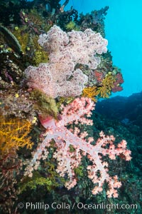 Spectacularly colorful dendronephthya soft corals on South Pacific reef, reaching out into strong ocean currents to capture passing planktonic food, Fiji, Dendronephthya, Vatu I Ra Passage, Bligh Waters, Viti Levu  Island