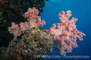 Spectacularly colorful dendronephthya soft corals on South Pacific reef, reaching out into strong ocean currents to capture passing planktonic food, Fiji, Dendronephthya, Vatu I Ra Passage, Bligh Waters, Viti Levu  Island