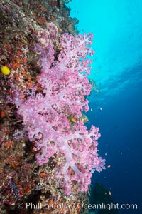 Spectacularly colorful dendronephthya soft corals on South Pacific reef, reaching out into strong ocean currents to capture passing planktonic food, Fiji, Dendronephthya, Gau Island, Lomaiviti Archipelago