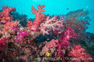 Spectacularly colorful dendronephthya soft corals on South Pacific reef, reaching out into strong ocean currents to capture passing planktonic food, Fiji, Dendronephthya, Gau Island, Lomaiviti Archipelago