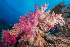 Spectacularly colorful dendronephthya soft corals on South Pacific reef, reaching out into strong ocean currents to capture passing planktonic food, Fiji, Dendronephthya, Nigali Passage, Gau Island, Lomaiviti Archipelago