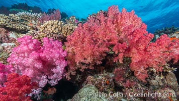 Spectacularly colorful dendronephthya soft corals on South Pacific reef, reaching out into strong ocean currents to capture passing planktonic food, Fiji, Dendronephthya, Nigali Passage, Gau Island, Lomaiviti Archipelago