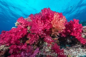 Spectacularly colorful dendronephthya soft corals on South Pacific reef, reaching out into strong ocean currents to capture passing planktonic food, Fiji, Dendronephthya, Nigali Passage, Gau Island, Lomaiviti Archipelago