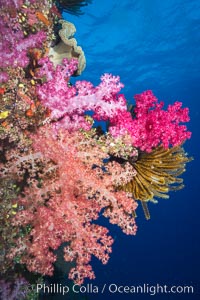 Spectacularly colorful dendronephthya soft corals on South Pacific reef, reaching out into strong ocean currents to capture passing planktonic food, Fiji, Dendronephthya, Namena Marine Reserve, Namena Island