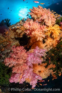 Colorful and exotic coral reef in Fiji, with soft corals, hard corals, anthias fishes, anemones, and sea fan gorgonians, Dendronephthya, Pseudanthias