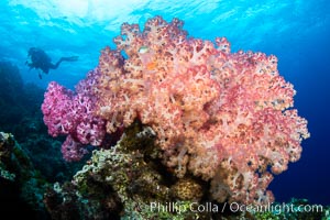 Anthias fishes school over the colorful Fijian coral reef, everything taking advantage of currents that bring planktonic food. Fiji, Dendronephthya, Pseudanthias, Vatu I Ra Passage, Bligh Waters, Viti Levu Island