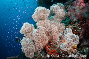 Spectacularly colorful dendronephthya soft corals on South Pacific reef, reaching out into strong ocean currents to capture passing planktonic food, Fiji.