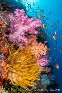 Colorful and exotic coral reef in Fiji, with soft corals, hard corals, anthias fishes, anemones, and sea fan gorgonians, Dendronephthya, Pseudanthias