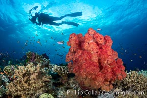 Spectacularly colorful dendronephthya soft corals on South Pacific reef, reaching out into strong ocean currents to capture passing planktonic food, Fiji, Dendronephthya