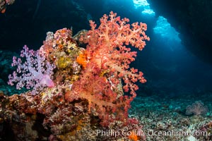 Fiji is the soft coral capital of the world, Seen here are beautifully colorful dendronephthya soft corals reaching out into strong ocean currents to capture passing planktonic food, Fiji, Dendronephthya, Vatu I Ra Passage, Bligh Waters, Viti Levu Island