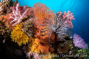 Anthias fishes school over the colorful Fijian coral reef, everything taking advantage of currents that bring planktonic food. Fiji, Dendronephthya, Pseudanthias, Vatu I Ra Passage, Bligh Waters, Viti Levu Island