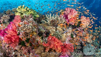Anthias fishes school over the colorful Fijian coral reef, everything taking advantage of currents that bring planktonic food. Fiji, Dendronephthya, Pseudanthias, Bligh Waters