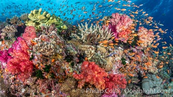 Anthias fishes school over the colorful Fijian coral reef, everything taking advantage of currents that bring planktonic food. Fiji, Dendronephthya, Pseudanthias, Bligh Waters