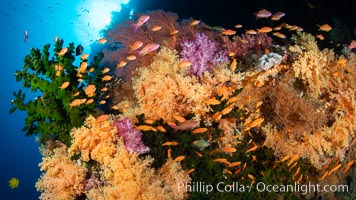 Colorful and exotic coral reef in Fiji, with soft corals, hard corals, anthias fishes, anemones, and sea fan gorgonians, Dendronephthya, Pseudanthias