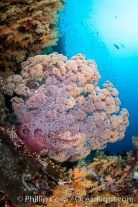 Fiji is the soft coral capital of the world, Seen here are beautifully colorful dendronephthya soft corals reaching out into strong ocean currents to capture passing planktonic food, Fiji, Dendronephthya, Vatu I Ra Passage, Bligh Waters, Viti Levu Island