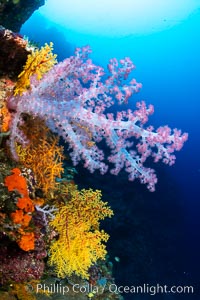 Fiji is the soft coral capital of the world, Seen here are beautifully colorful dendronephthya soft corals reaching out into strong ocean currents to capture passing planktonic food, Fiji, Dendronephthya, Vatu I Ra Passage, Bligh Waters, Viti Levu Island