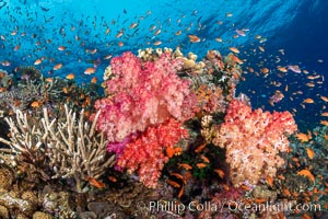 Anthias fishes school over the colorful Fijian coral reef, everything taking advantage of currents that bring planktonic food. Fiji, Dendronephthya, Pseudanthias, Bligh Waters