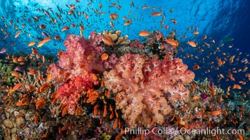 Anthias fishes school over the colorful Fijian coral reef, everything taking advantage of currents that bring planktonic food. Fiji, Dendronephthya, Pseudanthias, Bligh Waters