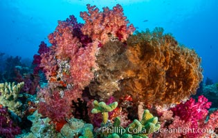 Spectacularly colorful dendronephthya soft corals on South Pacific reef, reaching out into strong ocean currents to capture passing planktonic food, Fiji. Nigali Passage, Gau Island, Lomaiviti Archipelago, Dendronephthya, natural history stock photograph, photo id 34839