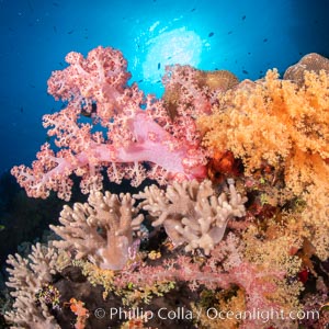 Colorful and exotic coral reef in Fiji, with soft corals, hard corals, anthias fishes, anemones, and sea fan gorgonians, Dendronephthya, Pseudanthias