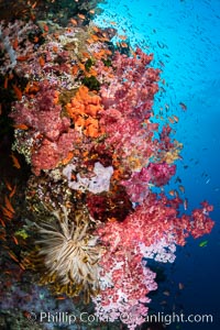 Vibrant displays of color among dendronephthya soft corals on South Pacific reef, reaching out into strong ocean currents to capture passing planktonic food, Fiji. Vatu I Ra Passage, Bligh Waters, Viti Levu Island, Dendronephthya, natural history stock photograph, photo id 34867