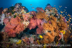 Vibrant displays of color among dendronephthya soft corals on South Pacific reef, reaching out into strong ocean currents to capture passing planktonic food, Fiji, Dendronephthya, Vatu I Ra Passage, Bligh Waters, Viti Levu Island