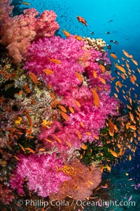 Fiji is the soft coral capital of the world, Seen here are beautifully colorful dendronephthya soft corals reaching out into strong ocean currents to capture passing planktonic food, Fiji, Dendronephthya, Vatu I Ra Passage, Bligh Waters, Viti Levu Island