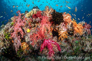 Spectacularly colorful dendronephthya soft corals on South Pacific reef, reaching out into strong ocean currents to capture passing planktonic food, Fiji, Dendronephthya, Nigali Passage, Gau Island, Lomaiviti Archipelago