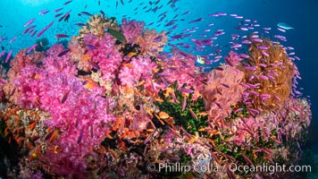 Vibrant displays of color among dendronephthya soft corals on South Pacific reef, reaching out into strong ocean currents to capture passing planktonic food, Fiji, Dendronephthya, Vatu I Ra Passage, Bligh Waters, Viti Levu Island