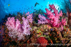 Vibrant displays of color among dendronephthya soft corals on South Pacific reef, reaching out into strong ocean currents to capture passing planktonic food, Fiji, Dendronephthya, Vatu I Ra Passage, Bligh Waters, Viti Levu Island