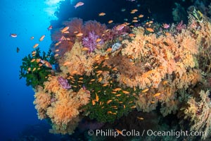 Colorful and exotic coral reef in Fiji, with soft corals, hard corals, anthias fishes, anemones, and sea fan gorgonians, Dendronephthya, Pseudanthias