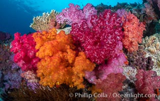 Spectacularly colorful dendronephthya soft corals on South Pacific reef, reaching out into strong ocean currents to capture passing planktonic food, Fiji, Dendronephthya, Nigali Passage, Gau Island, Lomaiviti Archipelago