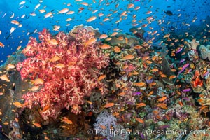 Spectacularly colorful dendronephthya soft corals on South Pacific reef, reaching out into strong ocean currents to capture passing planktonic food, Fiji, Dendronephthya, Bligh Waters