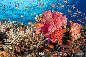 Anthias fishes school over the colorful Fijian coral reef, everything taking advantage of currents that bring planktonic food. Fiji, Dendronephthya, Pseudanthias, Bligh Waters