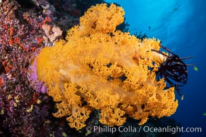 Fiji is the soft coral capital of the world, Seen here are beautifully colorful dendronephthya soft corals reaching out into strong ocean currents to capture passing planktonic food, Fiji, Dendronephthya, Vatu I Ra Passage, Bligh Waters, Viti Levu Island