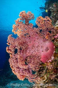 Fiji is the soft coral capital of the world, Seen here are beautifully colorful dendronephthya soft corals reaching out into strong ocean currents to capture passing planktonic food, Fiji, Dendronephthya, Vatu I Ra Passage, Bligh Waters, Viti Levu Island