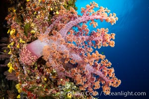 Fiji is the soft coral capital of the world, Seen here are beautifully colorful dendronephthya soft corals reaching out into strong ocean currents to capture passing planktonic food, Fiji, Dendronephthya, Vatu I Ra Passage, Bligh Waters, Viti Levu Island