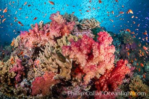 Fiji is the soft coral capital of the world, Seen here are beautifully colorful dendronephthya soft corals reaching out into strong ocean currents to capture passing planktonic food, Fiji, Dendronephthya, Vatu I Ra Passage, Bligh Waters, Viti Levu Island