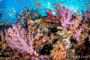 Vibrant displays of color among dendronephthya soft corals on South Pacific reef, reaching out into strong ocean currents to capture passing planktonic food, Fiji. Vatu I Ra Passage, Bligh Waters, Viti Levu Island, Dendronephthya, natural history stock photograph, photo id 34914