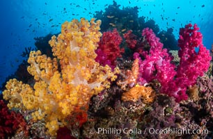 Spectacularly colorful dendronephthya soft corals on South Pacific reef, reaching out into strong ocean currents to capture passing planktonic food, Fiji, Dendronephthya, Nigali Passage, Gau Island, Lomaiviti Archipelago