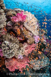 Anthias fishes school over the colorful Fijian coral reef, everything taking advantage of currents that bring planktonic food. Fiji, Dendronephthya, Pseudanthias, Bligh Waters