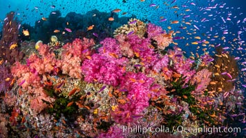 Vibrant displays of color among dendronephthya soft corals on South Pacific reef, reaching out into strong ocean currents to capture passing planktonic food, Fiji. Vatu I Ra Passage, Bligh Waters, Viti Levu Island, Dendronephthya, natural history stock photograph, photo id 34936