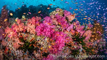 Vibrant displays of color among dendronephthya soft corals on South Pacific reef, reaching out into strong ocean currents to capture passing planktonic food, Fiji, Dendronephthya, Vatu I Ra Passage, Bligh Waters, Viti Levu Island